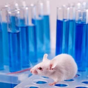 Formation à l’expérimentation animale- Rongeurs- Niveau Applicateur